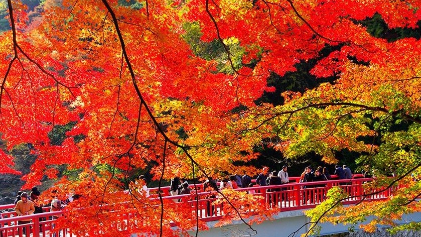 燃え上がるような紅葉 香嵐渓 と足助の食文化を食べ歩き Kodawarin こだわりん こだわり食材の物語